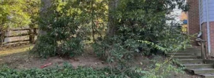 Οπτική ψευδαίσθηση: Μόνο αν έχετε ικανότητες ντετέκτιβ θα εντοπίσετε τον σκύλο σε 10 δευτερόλεπτα