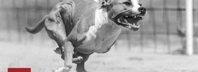 Βόλος: «Σκεφτόμουν ότι δεν θα φύγω ζωντανή» – Νέο σοκ από  επίθεση αδέσποτων σκύλων