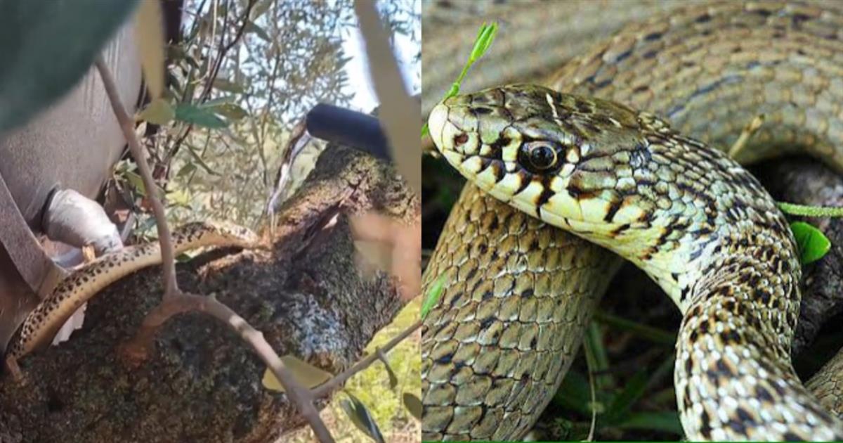 Χαμός στο διαδίκτυο με άντρα που δίνει νερό σε διψασμένο φίδι, η αντίδραση της δεντρογαλιάς
