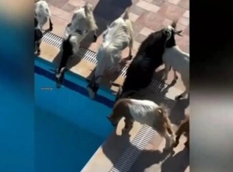 Καλοκαίρι είναι για όλους: Κατσίκες έκαναν… ντου σε σπίτι και την «έπεσαν» στην πισίνα! (video)