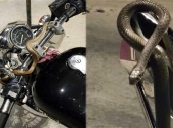 Αμοκ εν κινήσει για οδηγό μοτοσικλέτας στην Ηγουμενίτσα – Φίδι τυλίχθηκε γύρω από το τιμόνι της μηχανής (video)