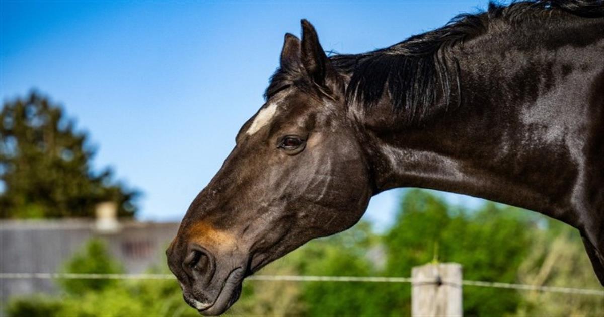 Κανείς δεν περίμενε να το δει αυτό: Έτσι μοιάζει ο ιδρώτας του αλόγου (video)