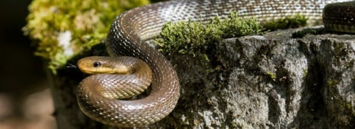 Σοκ: Βρέθηκε το μεγαλύτερο φίδι της Ευρώπης και μπορεί να ζει στους… τοίχους σας (photo)