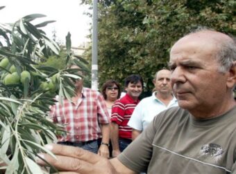 Σε απόγνωση οι ελαιοπαραγωγοί: Απελπισία σε όλη την Ελλάδα για τις τιμές που θα εκτοξευθούν