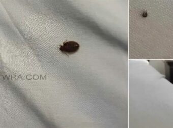Αν ανακαλύψετε αυτό στο σπίτι σας, μάθετε τι πρέπει να κάνετε άμεσα!