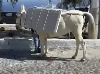 Σαντορίνη: Εικόνες που Σοκάρουν – Γαϊδουράκια Υπερφορτωμένα με Οικοδομικά Υλικά και Μαρμάρινες Πλάκες!
