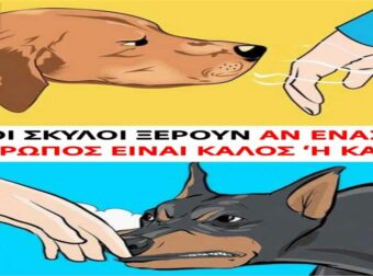 Σκύλοι: Οι τετράποδοι ανιχνευτές καλών κι κακών ανθρώπων!