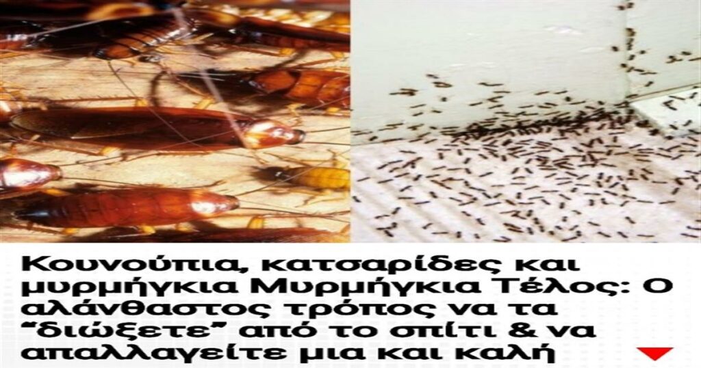 Απαλλαγείτε οριστικά από κουνούπια, κατσαρίδες και μυρμήγκια: Ο αλάνθαστος οδηγός για ένα καθαρό σπίτι.