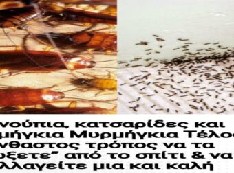 Απαλλαγείτε οριστικά από κουνούπια, κατσαρίδες και μυρμήγκια: Ο αλάνθαστος οδηγός για ένα καθαρό σπίτι.