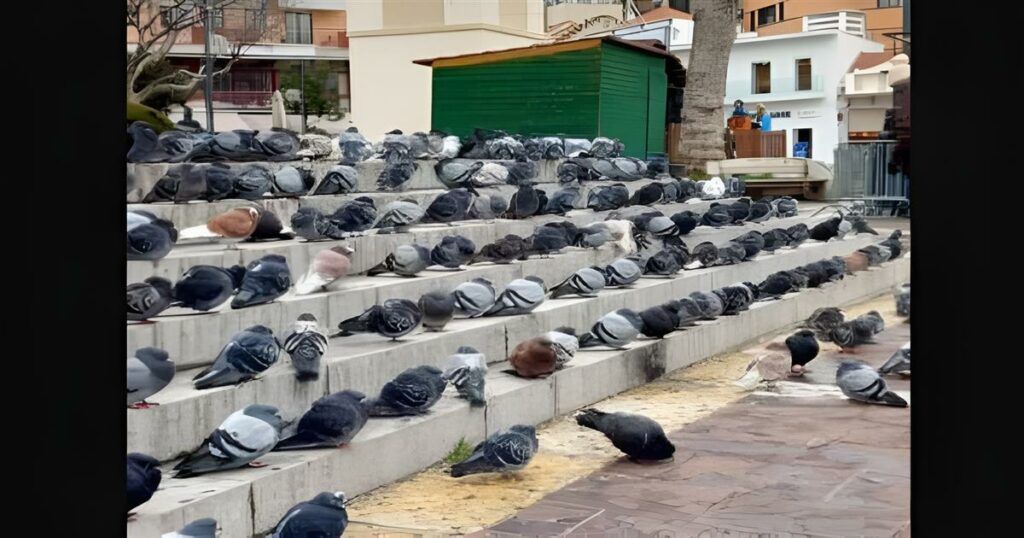 “Δήμος Χρησιμοποιεί Γεράκια για την Αντιμετώπιση Περιστεριών – Αντιδράσεις από Φιλοζωικές Οργανώσεις”