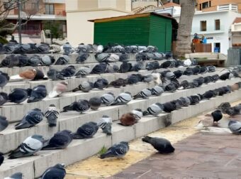 “Δήμος Χρησιμοποιεί Γεράκια για την Αντιμετώπιση Περιστεριών – Αντιδράσεις από Φιλοζωικές Οργανώσεις”
