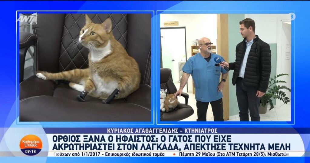 Συγκλονιστική Ανάκαμψη: Ο Ήφαιστος, ο Γάτος με Τεχνητά Μέλη, Ξαναβρίσκει το Βήμα του!