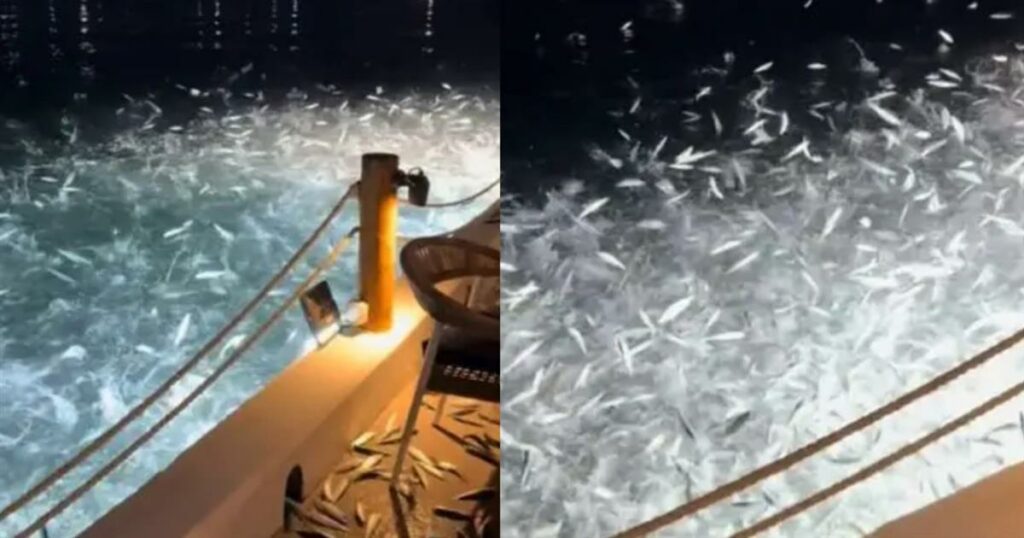 Αναστάτωση σε διάσημο εστιατόριο της παραλιακής: Ψάρια άρχισαν να πηδάνε ξαφνικά στα τραπέζια των πελατών!