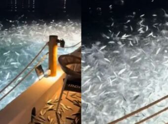 Αναστάτωση σε διάσημο εστιατόριο της παραλιακής: Ψάρια άρχισαν να πηδάνε ξαφνικά στα τραπέζια των πελατών!