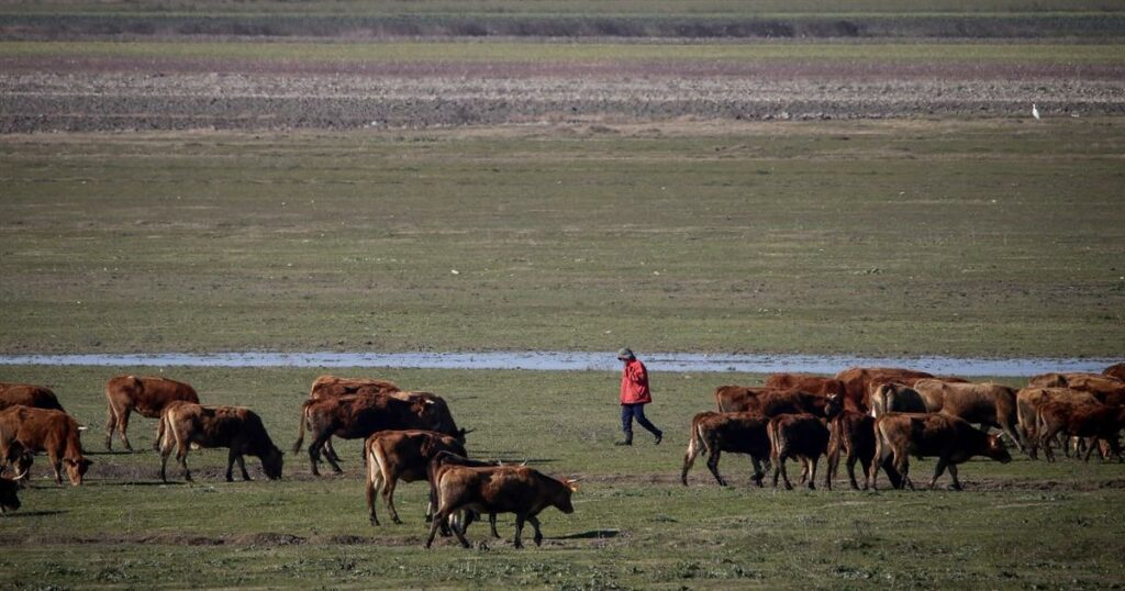 Συγκλονιστικοί Διάλογοι στα Ζωνιανά: Ο Πρόεδρος του ΟΠΕΚΕΠΕ Υπό Πίεση – «Όχι 147, αλλά 400 Ψήφοι στο Παιχνίδι»