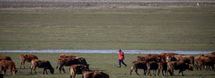 Συγκλονιστικοί Διάλογοι στα Ζωνιανά: Ο Πρόεδρος του ΟΠΕΚΕΠΕ Υπό Πίεση – «Όχι 147, αλλά 400 Ψήφοι στο Παιχνίδι»