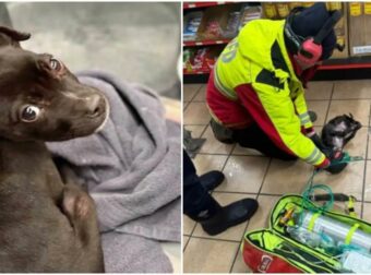 Θαρραλέοι Πυροσβέστες Διασώζουν Κουτάβι από Φλεγόμενο Αυτοκίνητο!