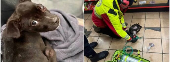 Θαρραλέοι Πυροσβέστες Διασώζουν Κουτάβι από Φλεγόμενο Αυτοκίνητο!