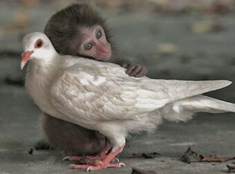 Ζώα: Οι τελευταίοι μάρτυρες του χαμένου μας παραδείσου.