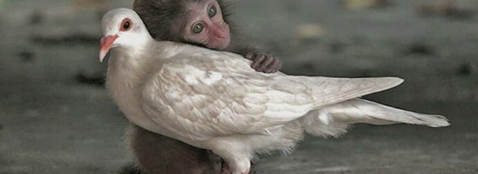 Ζώα: Οι τελευταίοι μάρτυρες του χαμένου μας παραδείσου.