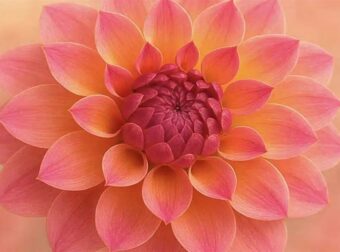 Ανακαλύψτε το λουλούδι του μήνα γέννησής σας και το συμβολισμό του!