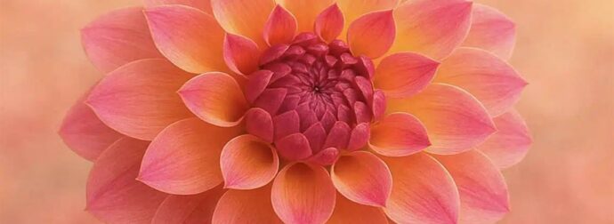 Ανακαλύψτε το λουλούδι του μήνα γέννησής σας και το συμβολισμό του!