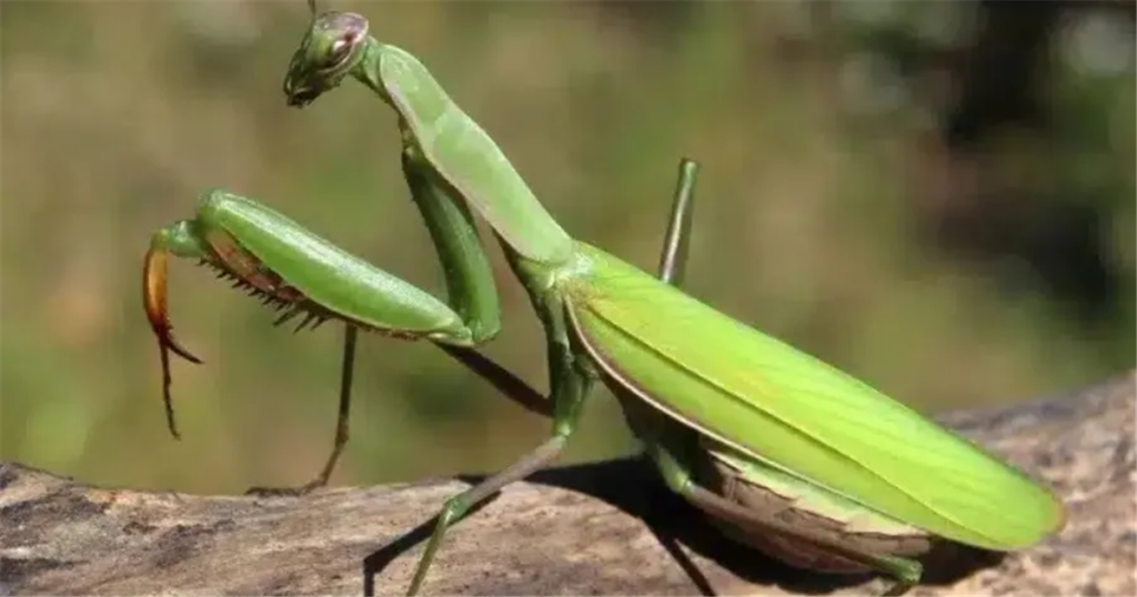 Όταν αυτό το έντομο σας επισκέπτεται, το σύμπαν σας στέλνει ένα μήνυμα!