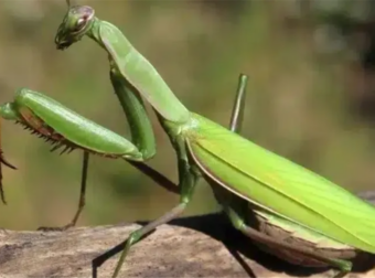 Όταν αυτό το έντομο σας επισκέπτεται, το σύμπαν σας στέλνει ένα μήνυμα!