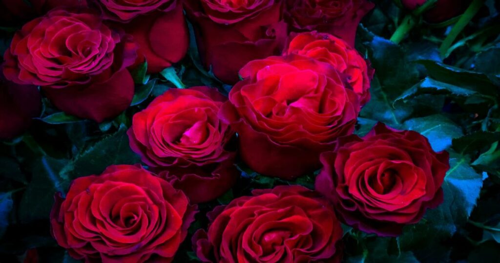 Αν λάβατε λουλούδια την Ημέρα του Αγίου Βαλεντίνου, προσέξτε! Δείτε τι κρύβουν και γιατί πρέπει να τα βγάλετε στο μπαλκόνι άμεσα.