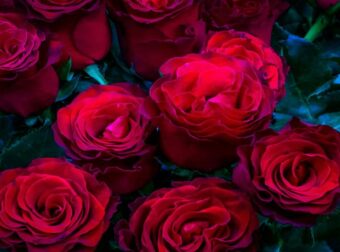 Αν λάβατε λουλούδια την Ημέρα του Αγίου Βαλεντίνου, προσέξτε! Δείτε τι κρύβουν και γιατί πρέπει να τα βγάλετε στο μπαλκόνι άμεσα.