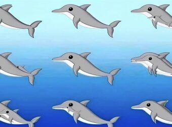 Μπορείς να μετρήσεις πόσα δελφίνια κρύβονται σε αυτή την εικόνα;