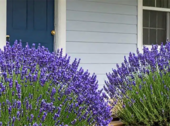 12 Ανθεκτικά Πολυετή Λουλούδια που Ανθίζουν Χωρίς Κόπο!