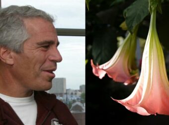 Τζέφρι Έπσταϊν: Πίσω από το «ναρκωτικό των ζόμπι» – Τα θανατηφόρα φυτά και οι ουσίες που παγίδευαν τα θύματα.