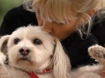 Μυρτώ Αλικάκη: Ένα συγκλονιστικό περιστατικό κακοποίησης της αγαπημένης της σκυλίτσας από μεγαλύτερα σκυλιά.