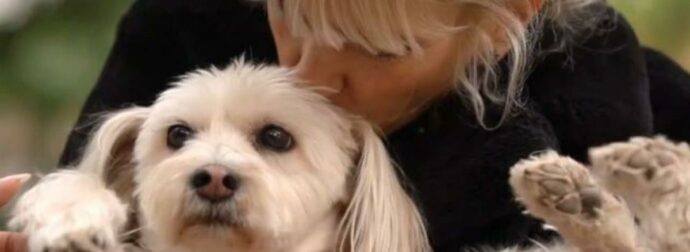 Μυρτώ Αλικάκη: Ένα συγκλονιστικό περιστατικό κακοποίησης της αγαπημένης της σκυλίτσας από μεγαλύτερα σκυλιά.