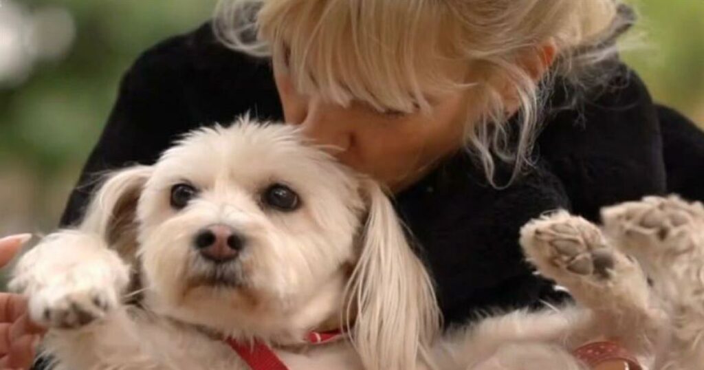 Μυρτώ Αλικάκη: Συγκλονίζει η μαρτυρία της για την κακοποίηση της σκυλίτσας της – «Έπεσε θύμα επίθεσης από μεγαλύτερα σκυλιά».