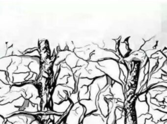 Ανακαλύψτε κάτι εκπληκτικό για την προσωπικότητά σας από το πρώτο ζώο που θα δείτε!