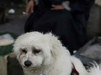 Επαναπατρισμός Κατοικίδιων και Ιδιοκτητών: Ειδική Πτήση Αθήνα-Ντουμπάι από το ΥΠΕΞ.