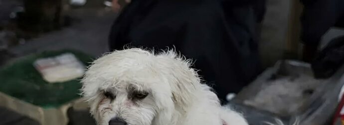 Επαναπατρισμός Κατοικίδιων και Ιδιοκτητών: Ειδική Πτήση Αθήνα-Ντουμπάι από το ΥΠΕΞ.