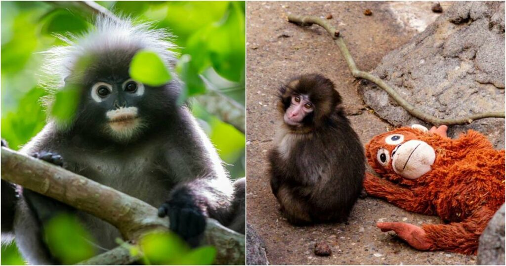 «Μπορεί μια μαϊμού να γίνει το επόμενο κατοικίδιο σας στην Ελλάδα; Νομικές πτυχές και η πραγματικότητα πίσω από τα viral βίντεο του Punch»