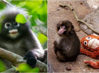 «Μπορεί μια μαϊμού να γίνει το επόμενο κατοικίδιο σας στην Ελλάδα; Νομικές πτυχές και η πραγματικότητα πίσω από τα viral βίντεο του Punch»