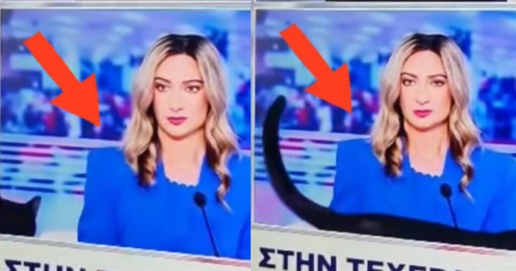 Γάτα-σταρ: Κατάφερε να κλέψει την παράσταση στα στούντιο του ΣΚΑΙ!