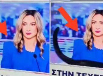 Γάτα-σταρ: Κατάφερε να κλέψει την παράσταση στα στούντιο του ΣΚΑΙ!