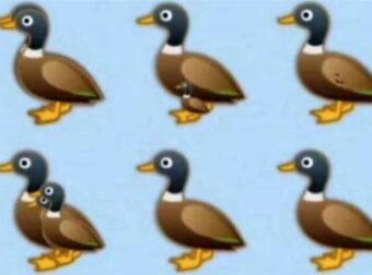 Ανακαλύψτε κάθε πάπια στην εικόνα: Η απόλυτη πρόκληση παρατηρητικότητας που λίγοι καταφέρνουν να περάσουν επιτυχώς.