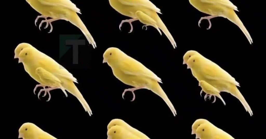 Μπορείς να βρεις πόσα πουλιά κρύβει αυτή η εικόνα;