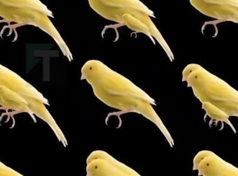 Μπορείς να βρεις πόσα πουλιά κρύβει αυτή η εικόνα;