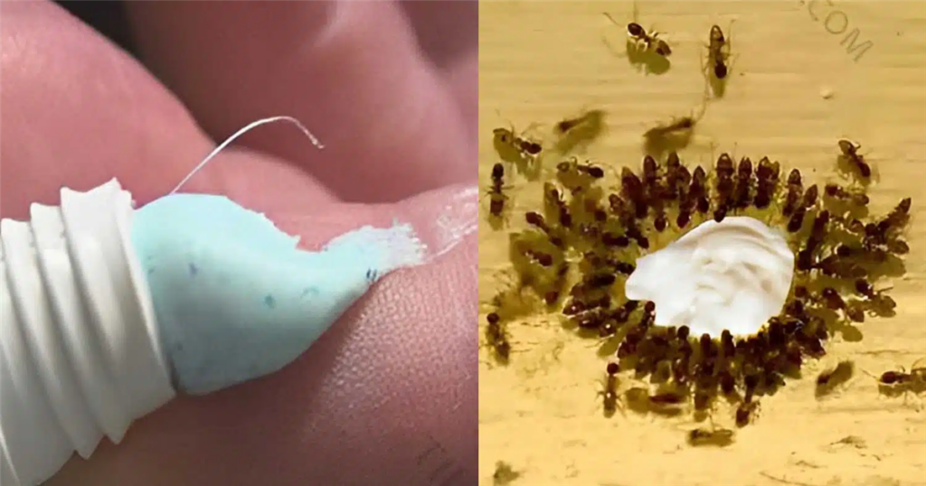 Αποκαλύψτε το κρυμμένο όπλο: Πώς η οδοντόκρεμα μπορεί να διώξει κατσαρίδες και μυρμήγκια για πάντα!