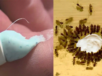 Αποκαλύψτε το κρυμμένο όπλο: Πώς η οδοντόκρεμα μπορεί να διώξει κατσαρίδες και μυρμήγκια για πάντα!