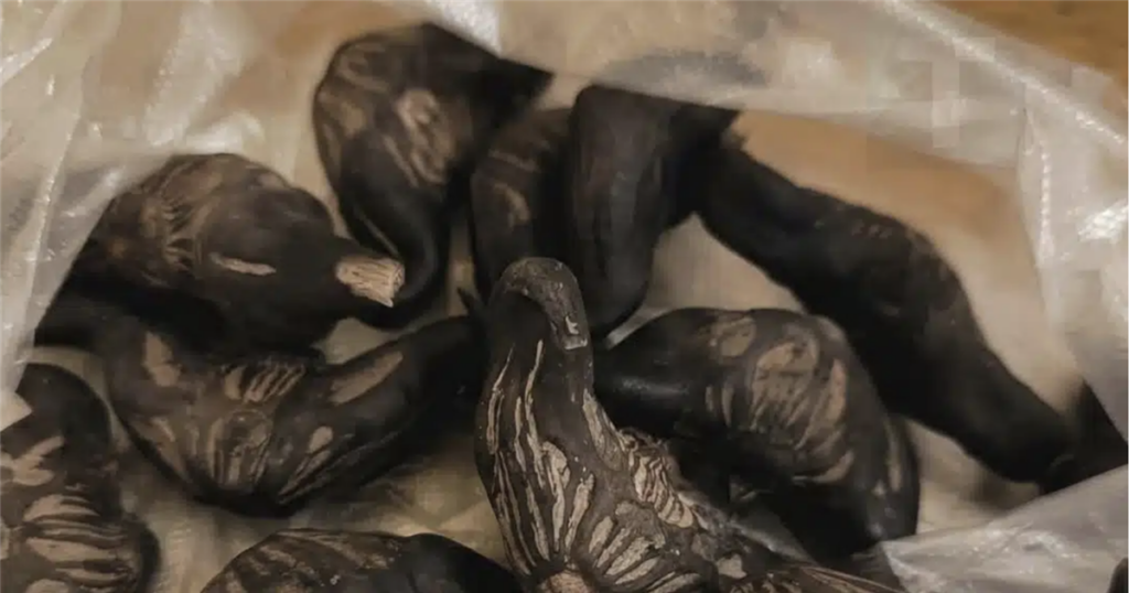 Ο γείτονας με εξέπληξε με μια σακούλα: Μπορείτε να μαντέψετε τι περιέχει;