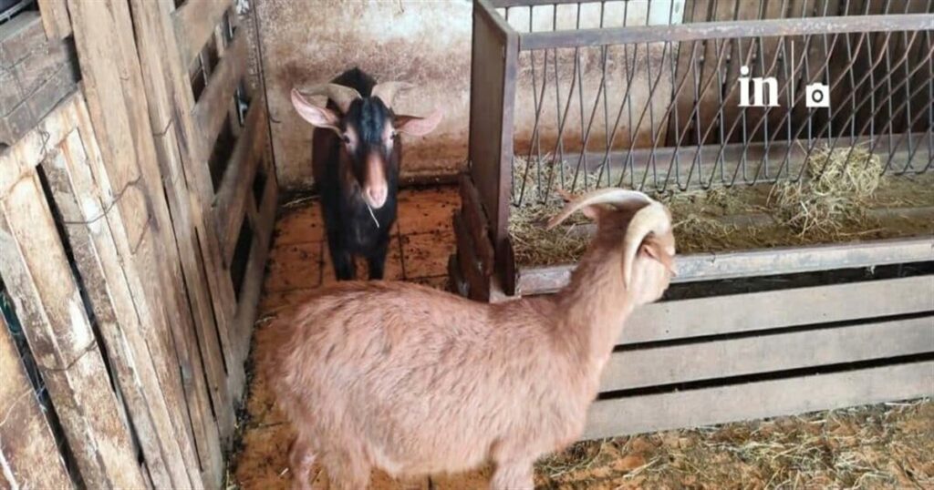 Ανακάλυψη ερημιάς στους Αμπελόκηπους: 31 κοτόπουλα, 10 πτηνά, 10 κατσίκες και 3 ερίφια βρίσκονται στην ταράτσα!